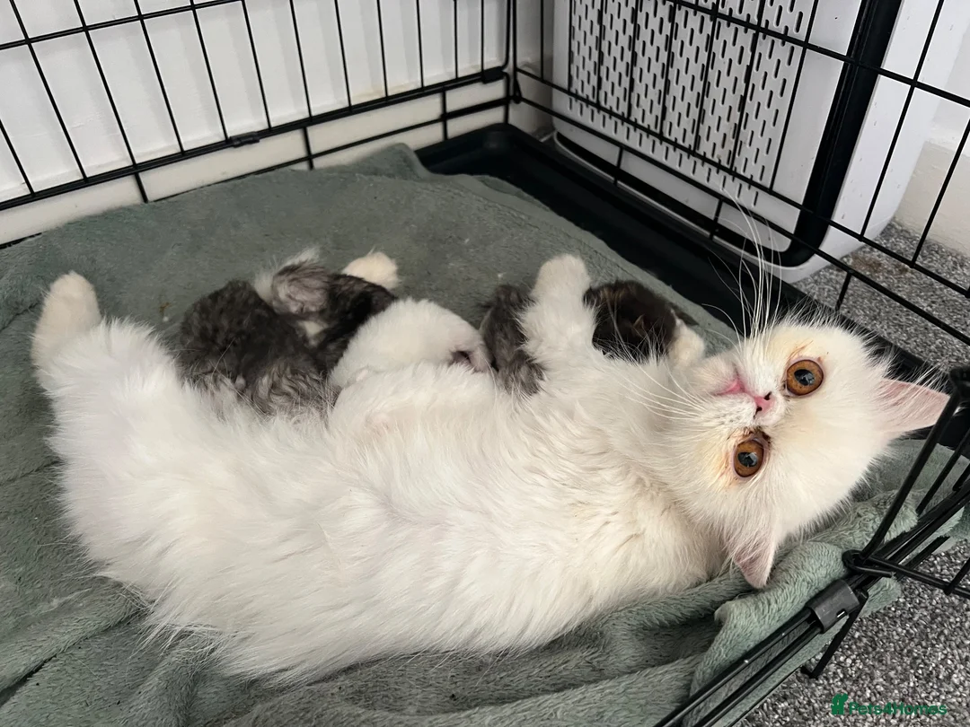 Persian cats for sale: GCCF Registered Persian Kittens - Advert 17