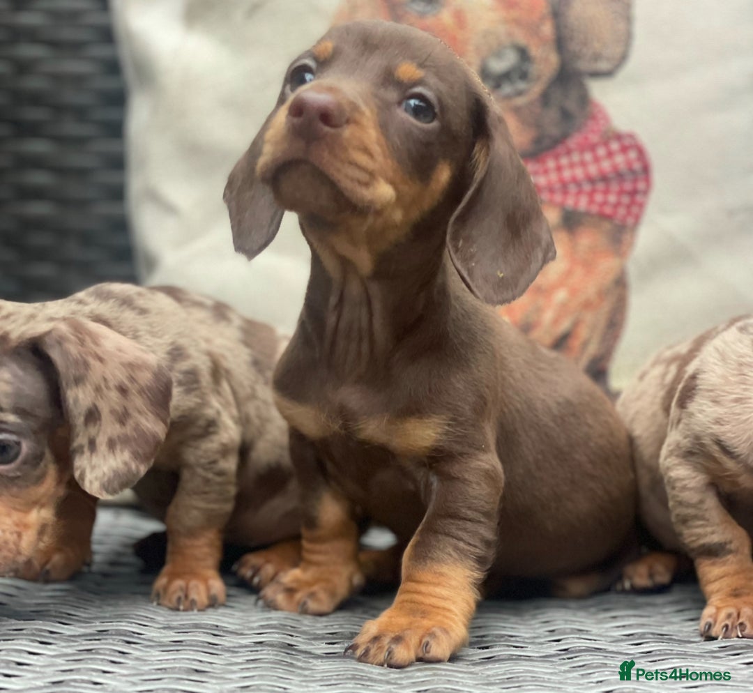 Miniature Dachshund dogs for sale: Mini Dachshunds  - Advert 12