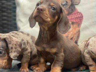 Miniature Dachshund dogs Ready NOW Mini 2 Chocolate boys Dachshunds - Advert 18