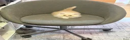 Persian cats for sale: Stunning Cream Male Persian Kitten  in Bangor - Advert 15