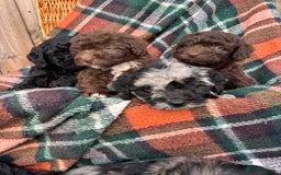 Cockapoo dogs for sale: Cockapoo Puppies  - Image 10