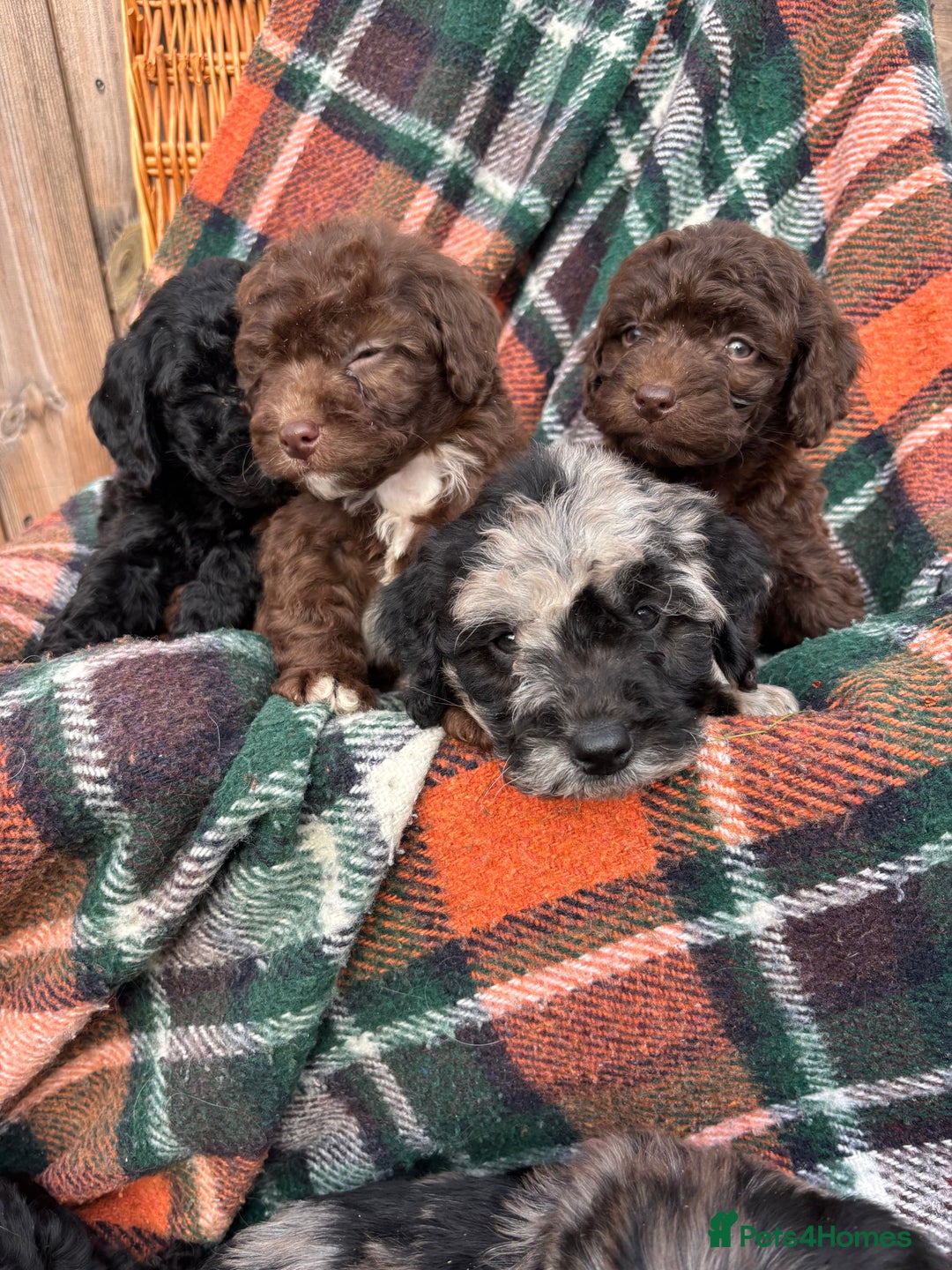 Cockapoo dogs for sale: Cockapoo Puppies  - Image 10