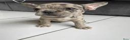 French Bulldog dogs for sale: French bulldog  - Advert 36