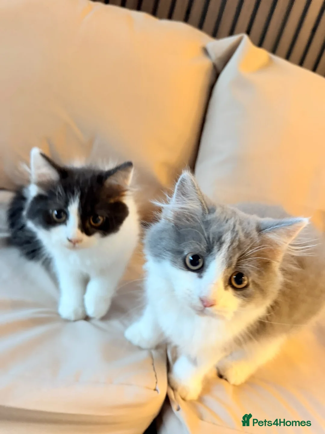 Mixed Breed cats for sale: 🐱 Beautiful Kittens – 2 Boys & 2 Girls 🐈‍⬛ in Hayes - Advert 2