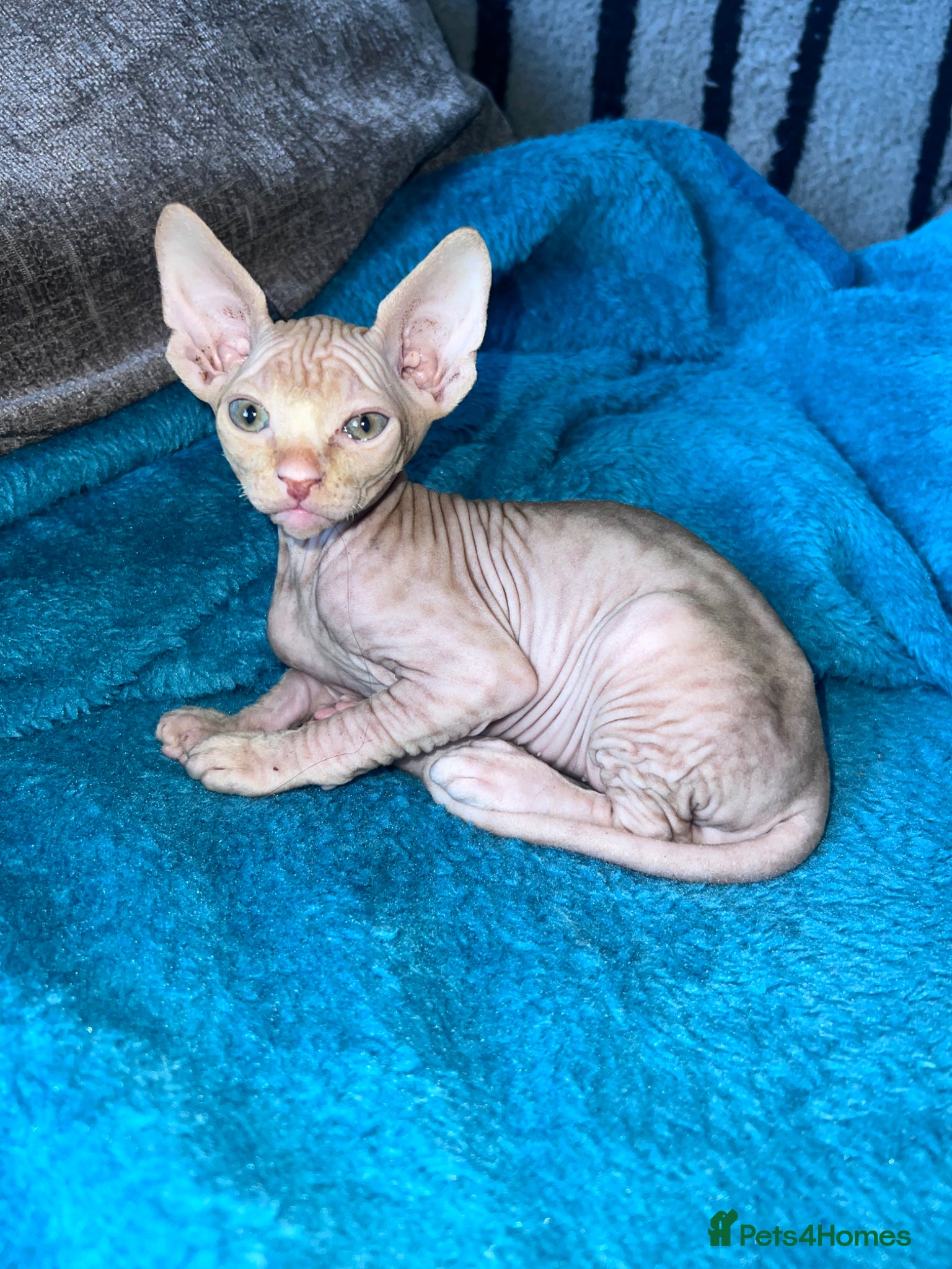 Sphynx cats Canadian Sphynx  - Advert 19