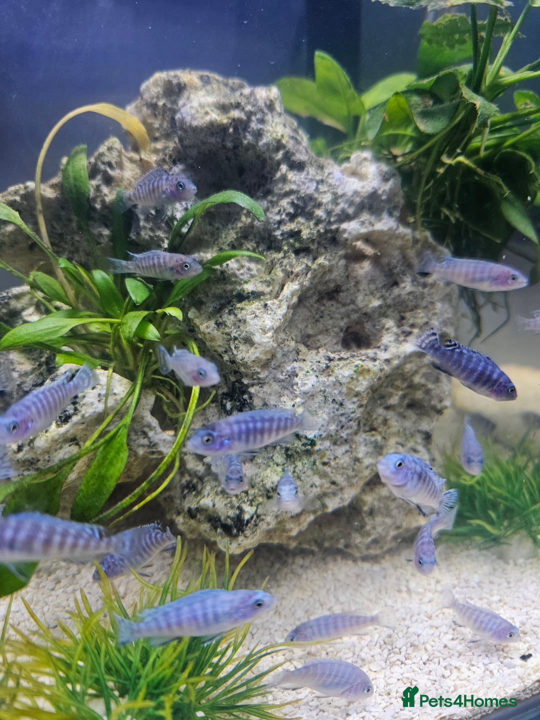 Cichlids fish for sale: BLUE ZEBRA CICHLIDS  - Advert 1