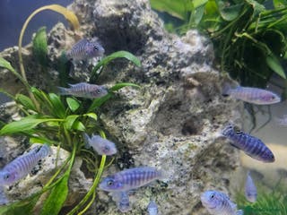 Cichlids fish BLUE ZEBRA CICHLIDS - Advert 3