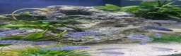 Cichlids fish for sale: BLUE ZEBRA CICHLIDS  - Advert 1