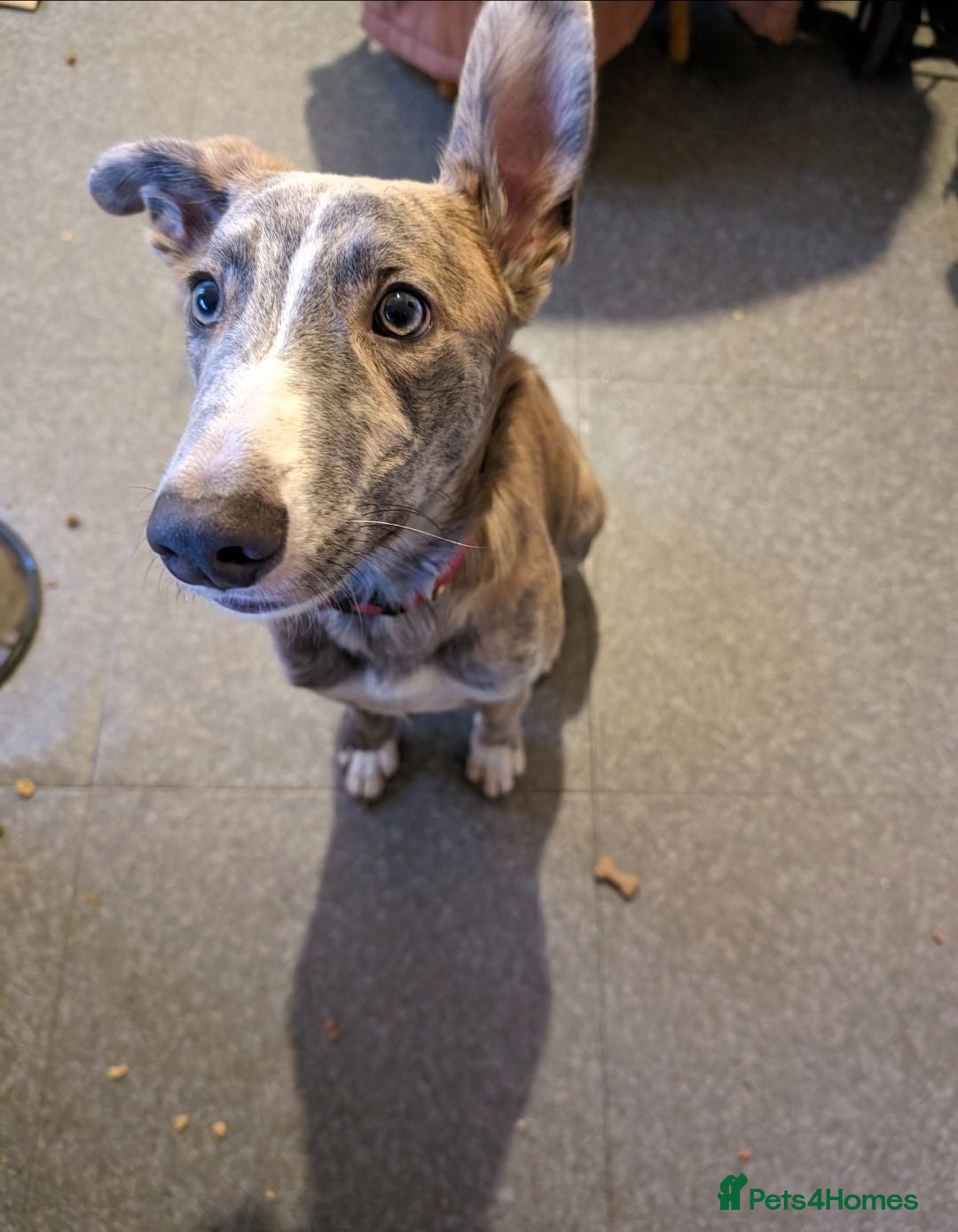 Mixed Breed dogs Lurcher X - Advert 1