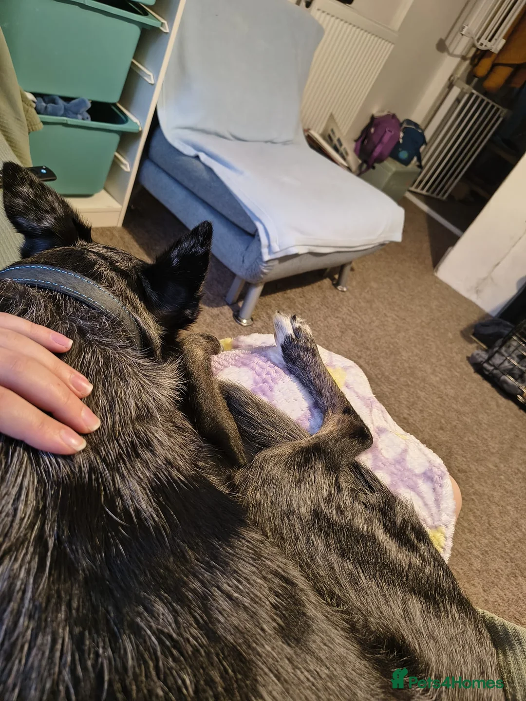 Mixed Breed dogs for sale: Collie x Kelpie mixed breed - Advert 4