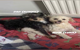 Mixed Breed dogs for sale: Bichon Frise / jackapoo puppies - Image 12