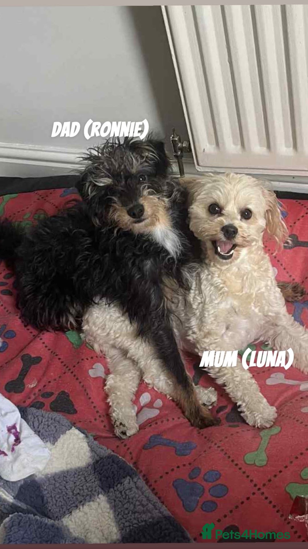 Mixed Breed dogs for sale: Bichon Frise / jackapoo puppies - Image 12