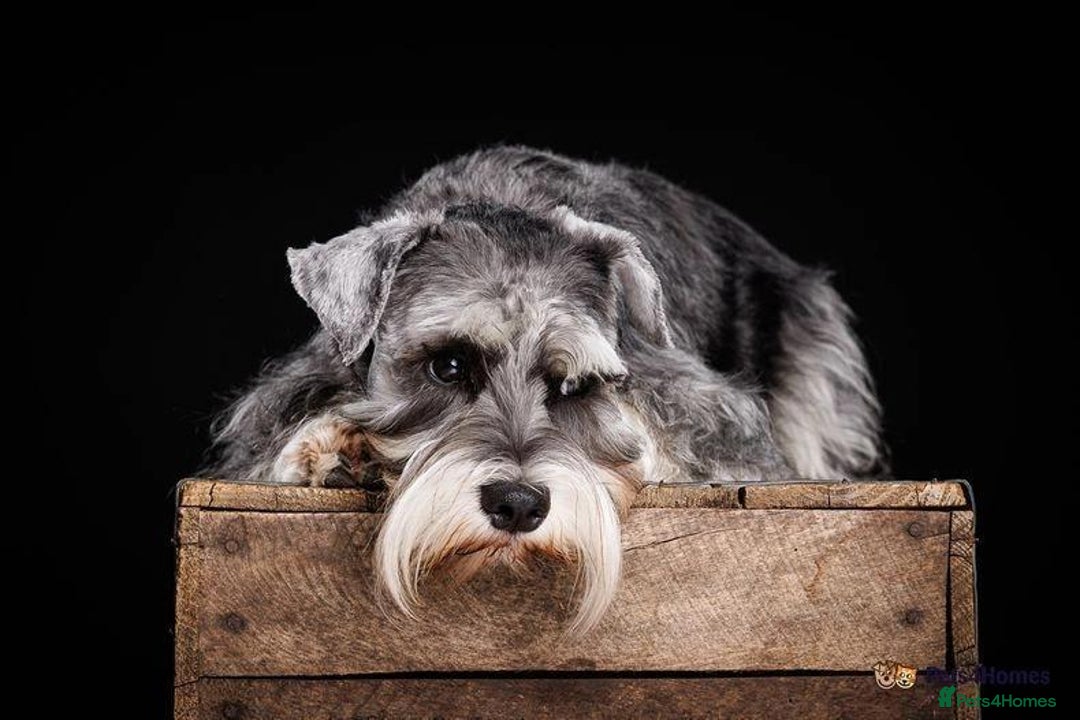 Miniature Schnauzer dogs for sale: Miniature Schnauzer puppies  - Advert 15