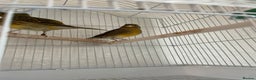 Canaries birds for sale: 2 beautiful canaries for sale - Advert 2