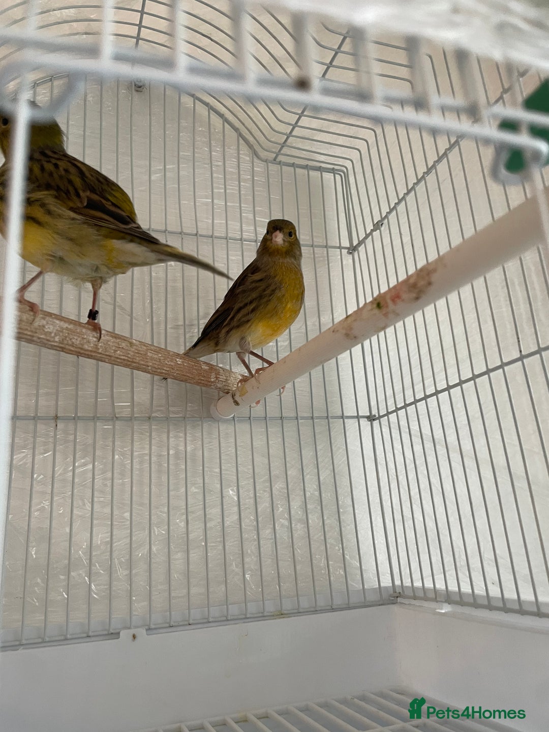 Canaries birds for sale: 2 beautiful canaries for sale - Advert 2