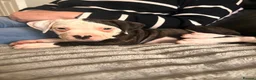American Bulldog dogs for sale: ❤️AMERICAN BULLDOG PUPPIES   1 GIRL LEFT ❤️🐾 - Advert 12