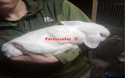 Mixed Breed rabbits for sale: 10 mixed breed rabbits  - Advert 9