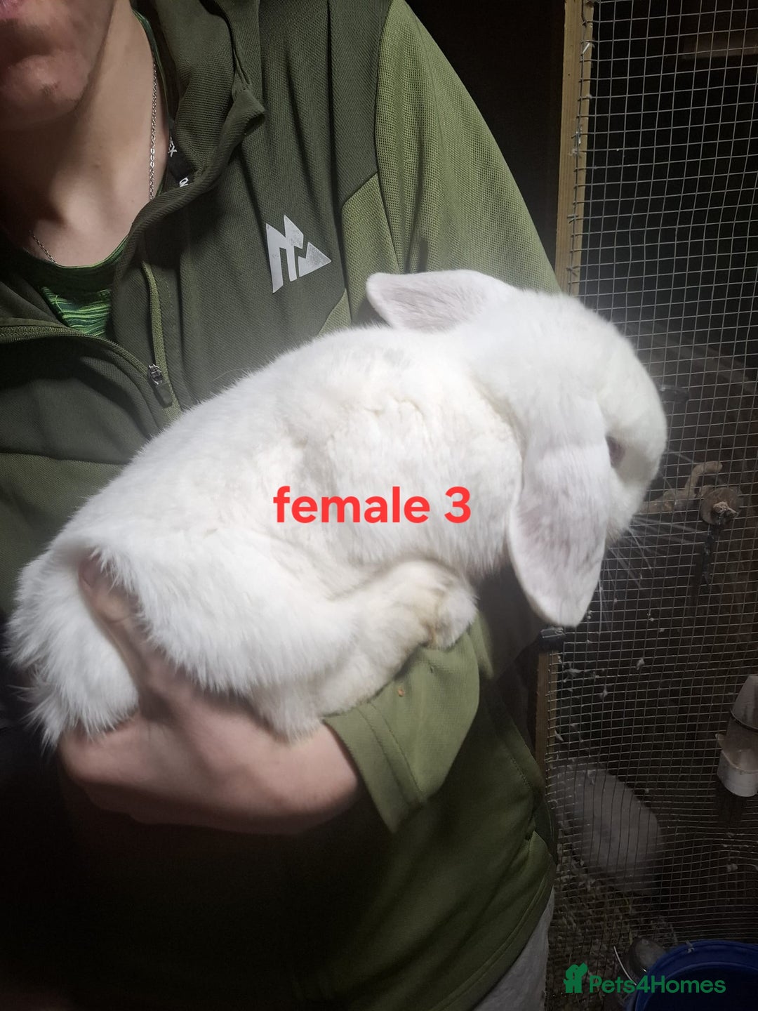 Mixed Breed rabbits for sale: 10 mixed breed rabbits  - Advert 9