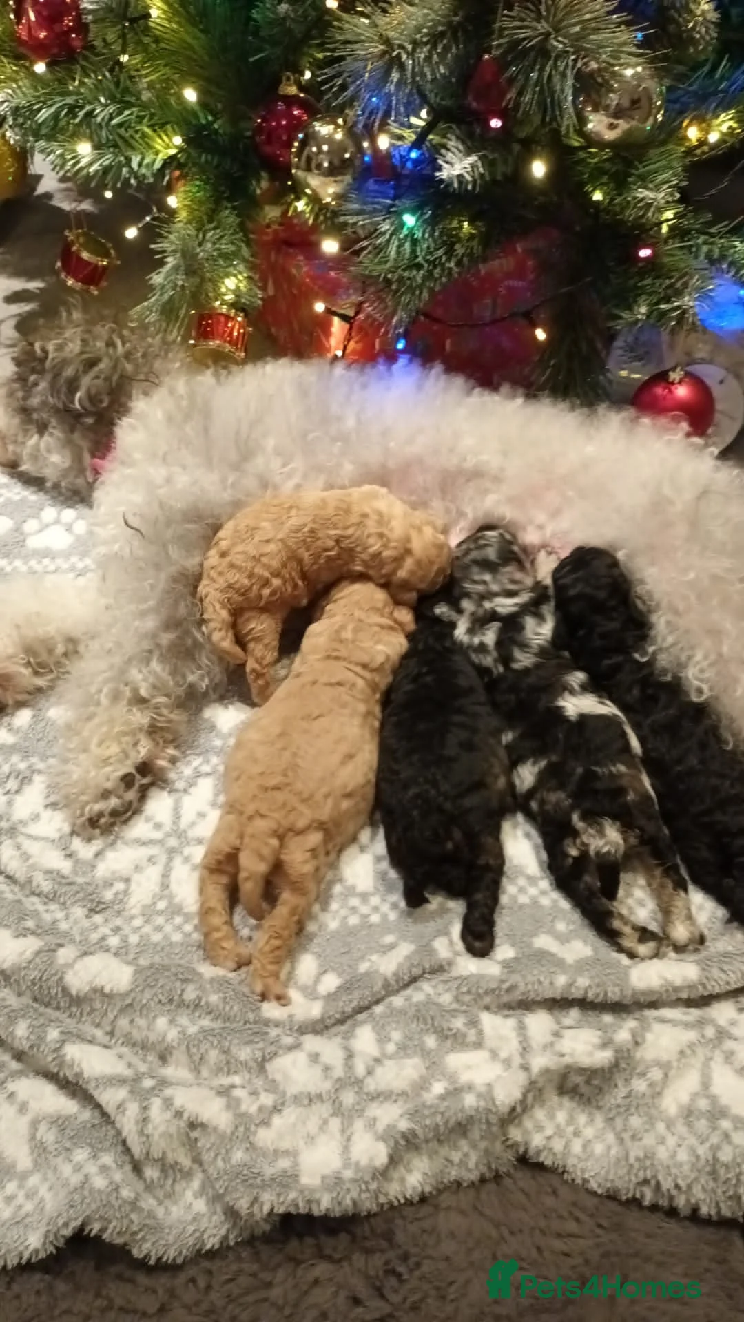 Toy Poodle dogs for stud: PRA Clear,Kc reg,proven toy poodle in Manchester - Advert 10