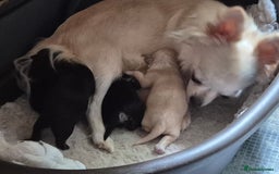 Chihuahua dogs for sale: Chihuahua puppies  - Image 12