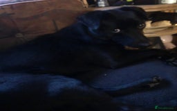 Mixed Breed dogs for sale: Pippa - Image 1