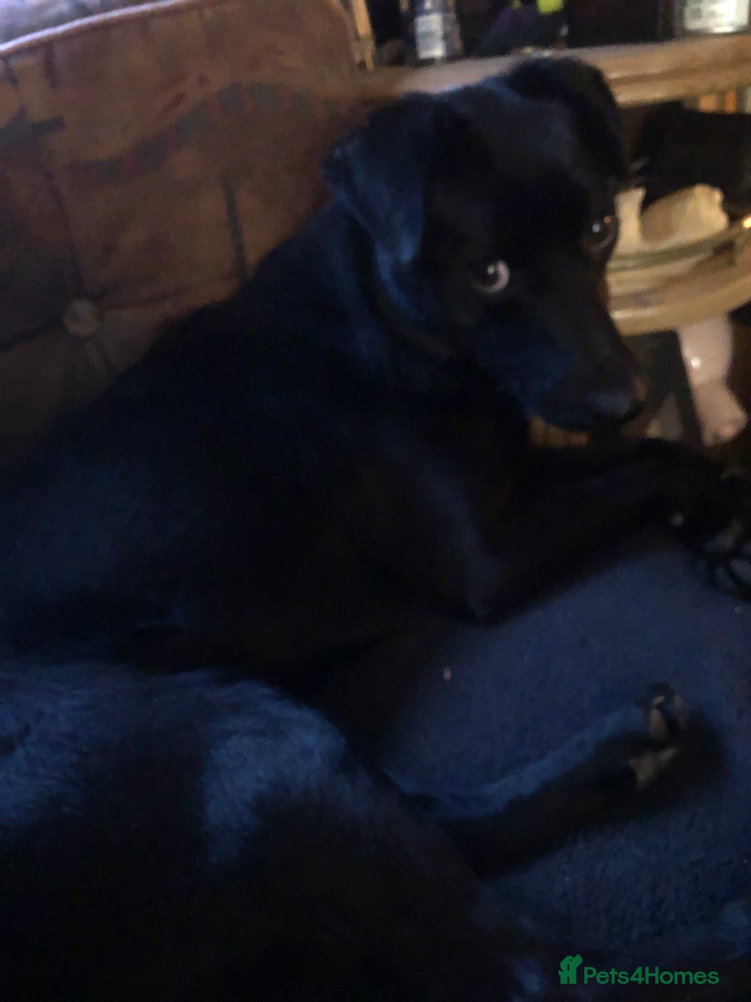 Mixed Breed dogs for sale: Pippa - Image 1