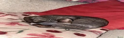 Sphynx cats for sale: Beautiful 1-Year-Old Tortoiseshell Cat  - Advert 3