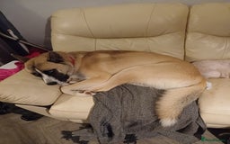 Akita dogs for sale: American akita puppies x7 - Image 4