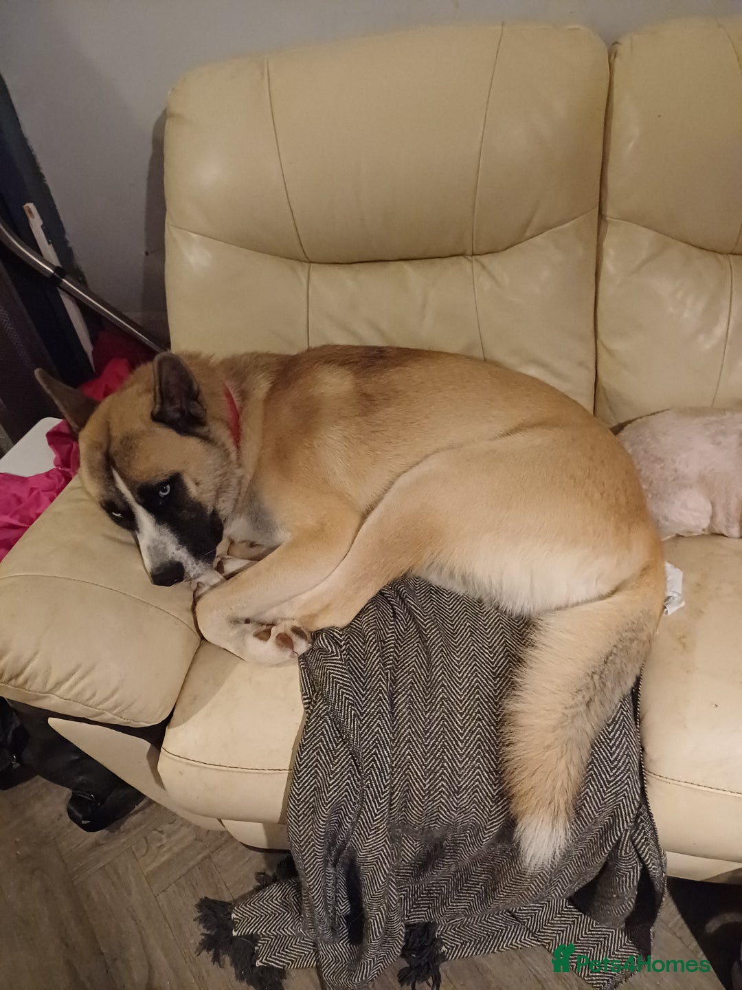 Akita dogs for sale: American akita puppies x7 - Image 4
