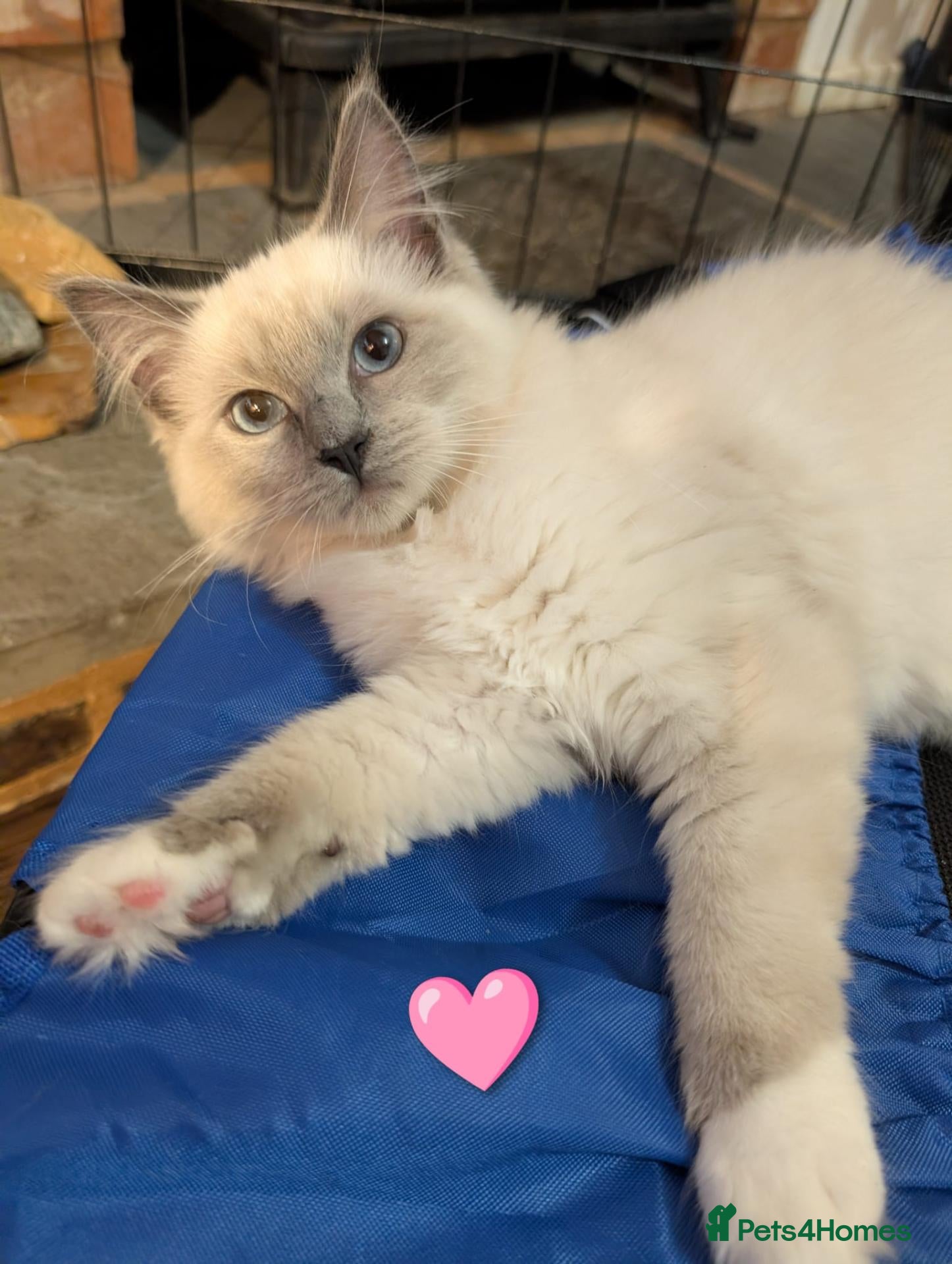 Ragdoll cats 💚❤️3 GCCF💚🩷BLUE POINT MITTED RAGDOLLS LEFT - Advert 2