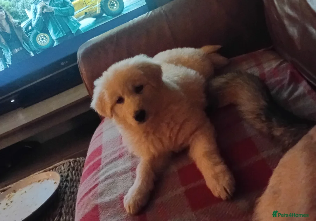 German Shepherd dogs for sale: Female german shephard - Advert 1