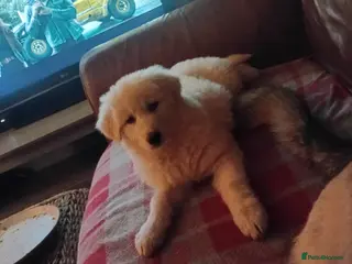 German Shepherd dogs Female german shephard - Advert 3