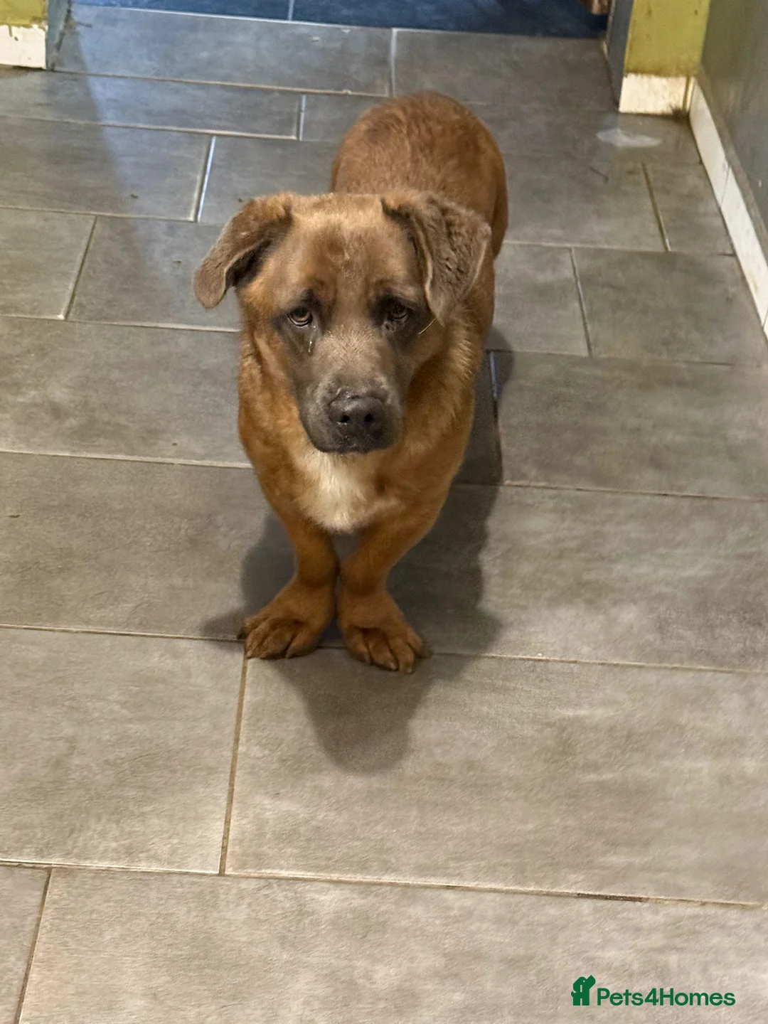 Mixed Breed dogs for adoption: LOVELY CHARLEY LOOKING FOR A HOME - Advert 1