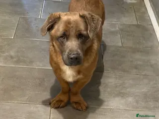 Mixed Breed dogs LOVELY CHARLEY LOOKING FOR A HOME - Advert 1