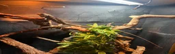 Lizard reptiles for sale: 2-year-old female Angle-headed Forest Dragon in Reading - Advert 3