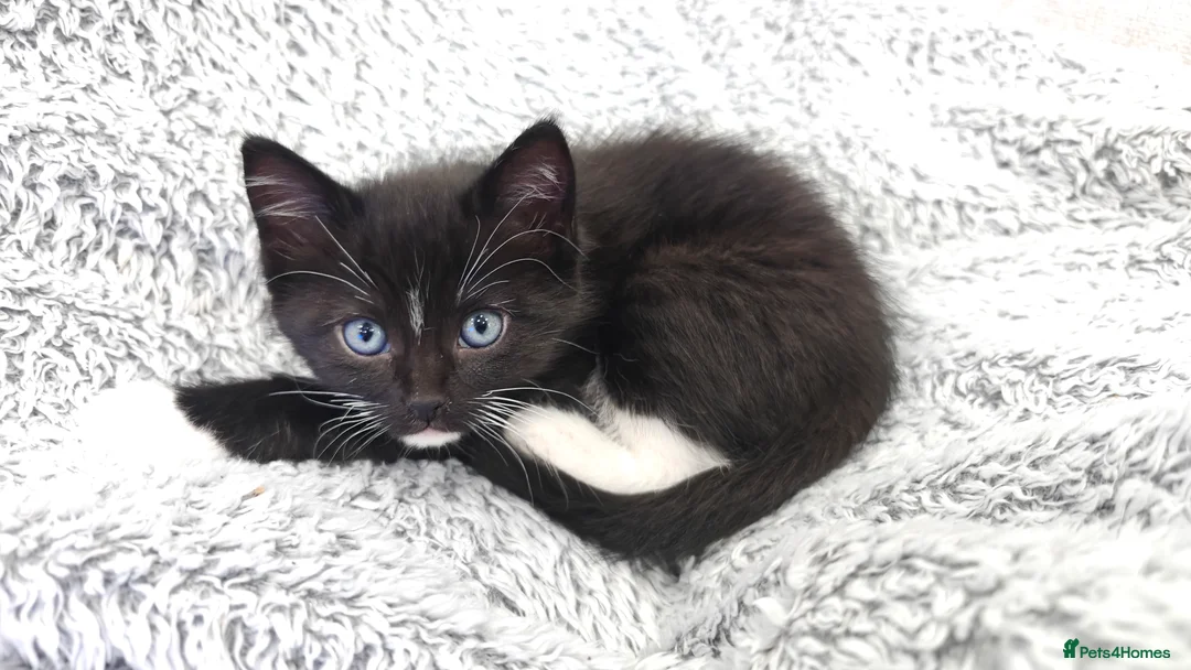 Ragdoll cats for sale: Ragdoll mix  - Advert 31