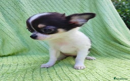 Chihuahua dogs for sale: Amazing Quality Long Coat Chihuahua puppies - Image 19
