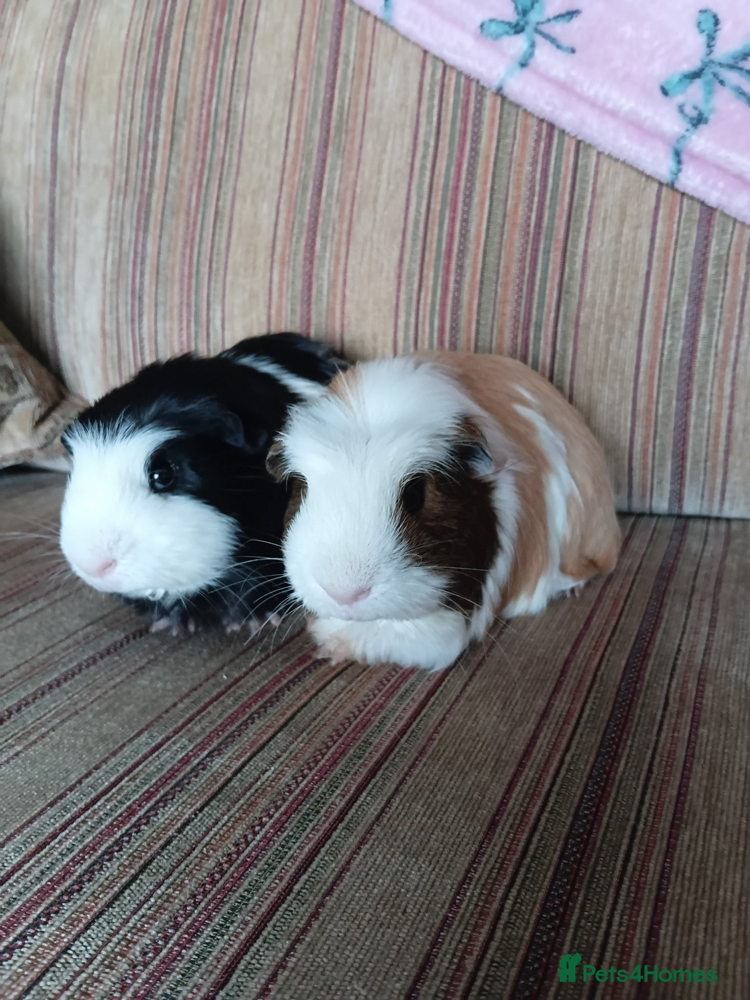 Guinea Pig rodents 2 Male Bonded Guinea Pigs With Cage & Accessories - Advert 3