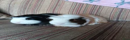 Guinea Pig rodents for sale: 2 Male Bonded Guinea Pigs With Cage & Accessories in Doncaster - Advert 1