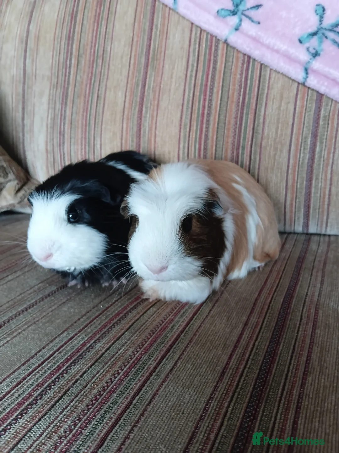 Guinea Pig rodents for sale: 2 Male Bonded Guinea Pigs With Cage & Accessories in Doncaster - Advert 1
