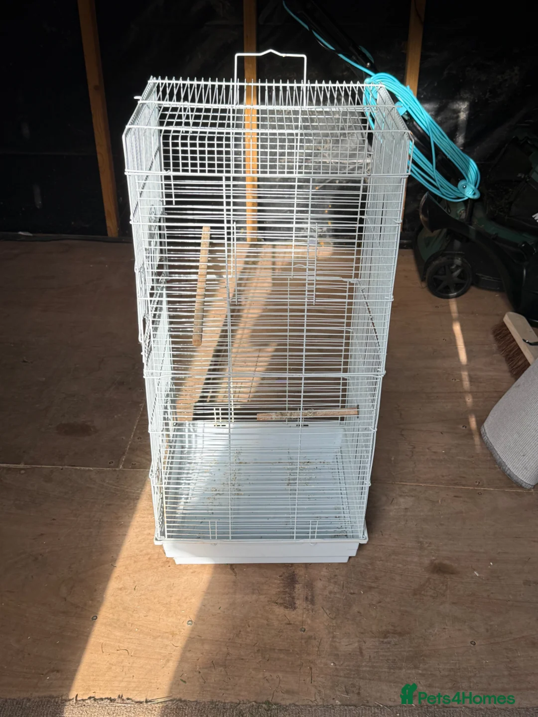 Parakeets birds for sale: Red & Yellow Rosella for sale   in Dover - Advert 3