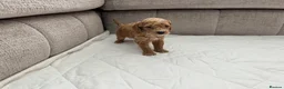 Mixed Breed dogs for sale: Poodles Pedigree -  Toy / Miniature  - Advert 11