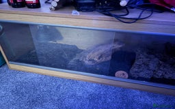 Bearded Dragon reptiles for sale: Male Bearded Dragon+ setup - Image 2