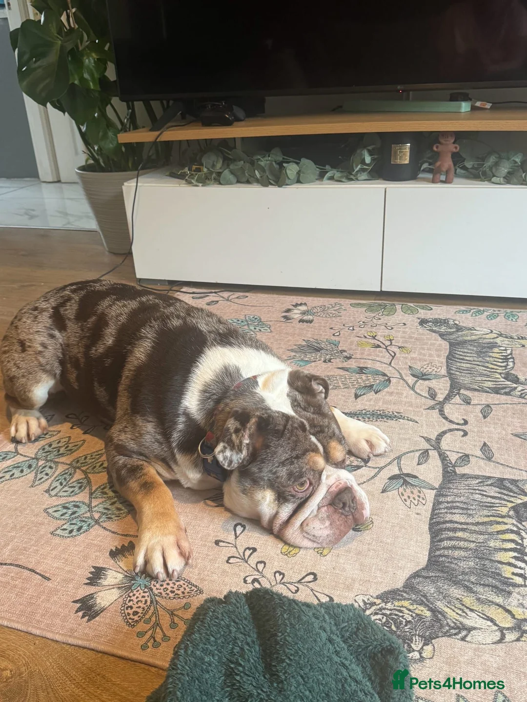 English Bulldog dogs for sale: Bulldog puppies  in Goole - Advert 10