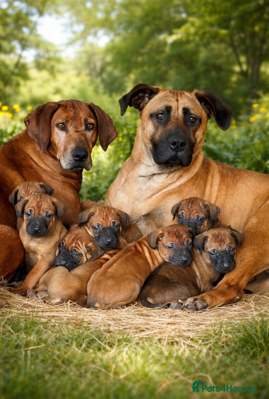 Rhodesian Ridgeback dogs for sale: Six Beautiful female Ridgeback puppies - Advert 4