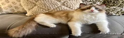 Persian cats for sale: 6 week Ragdoll x Persian Kittens - see description - Advert 14
