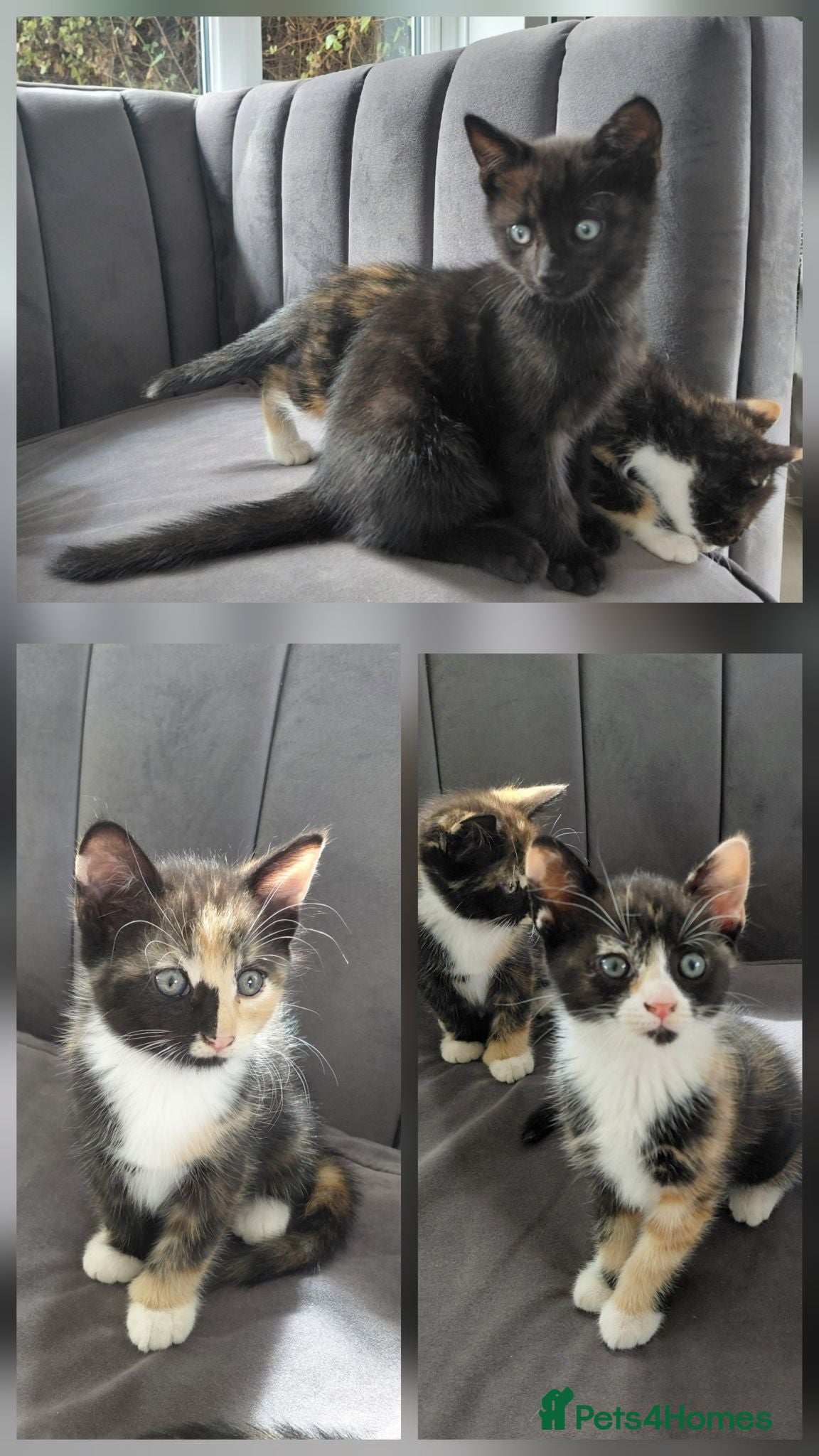 Mixed Breed cats Gorgeous British Shorthair X Kittens - Advert 1