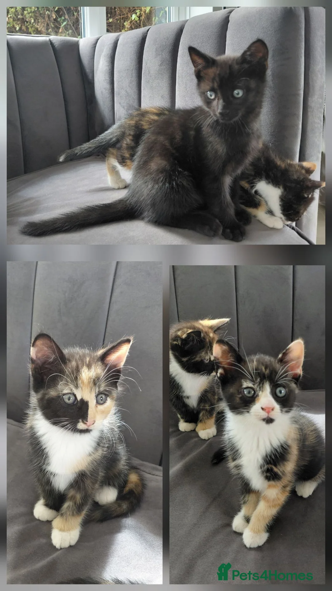 Mixed Breed cats for sale: Gorgeous British Shorthair X Kittens - Advert 1