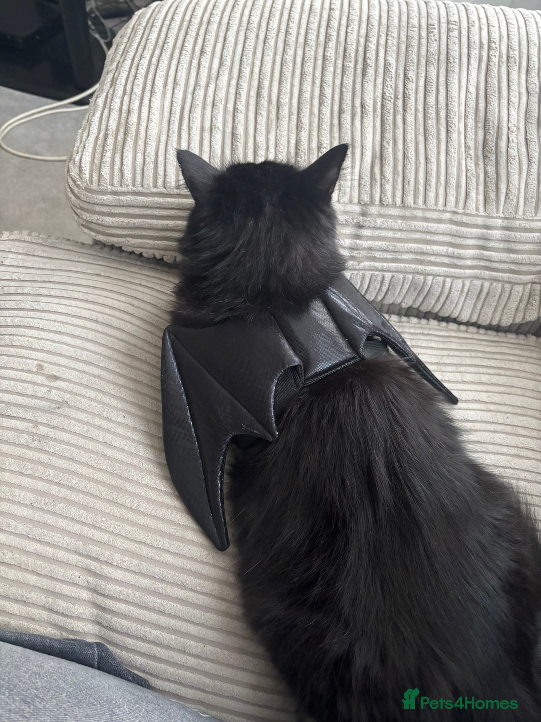 British Longhair cats for sale: reluctant to rehome - Advert 3