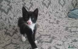 Mixed Breed cats for sale: Adorable kittens looking for caring homes  - Image 4